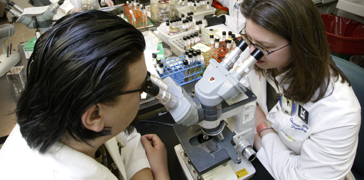 Two researchers looking into a dual microscope.
