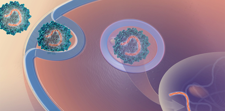 Illustration of an adeno-associated virus carries a gene into a cell.