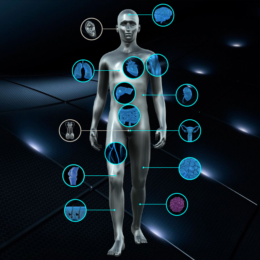 Picture of person called “chip” with 13 clickable icons representing tissues and organ systems they represent, 2 icons are not clickable. The clickable icons are: brain; lungs, heart, muscle, liver, kidneys, gastrointestinal system,  female reproductive system, blood vessels, fat, joints, skin and disease models. The two unclickable icons represent the ear and male reproductive system.