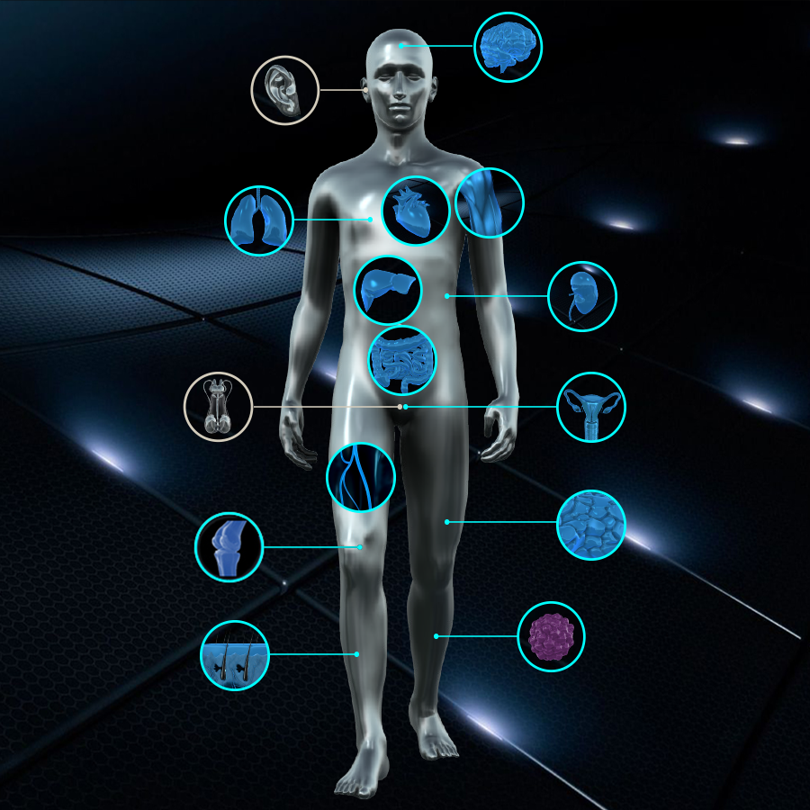 Picture of person called “chip” with 13 clickable icons representing tissues and organ systems they represent, 2 icons are not clickable. The clickable icons are: brain; lungs, heart, muscle, liver, kidneys, gastrointestinal system, female reproductive system, blood vessels, fat, joints, skin and disease models. The two unclickable icons represent the ear and male reproductive system.